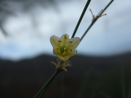 Asparagus plocamoides (Asparagus plocamoides)