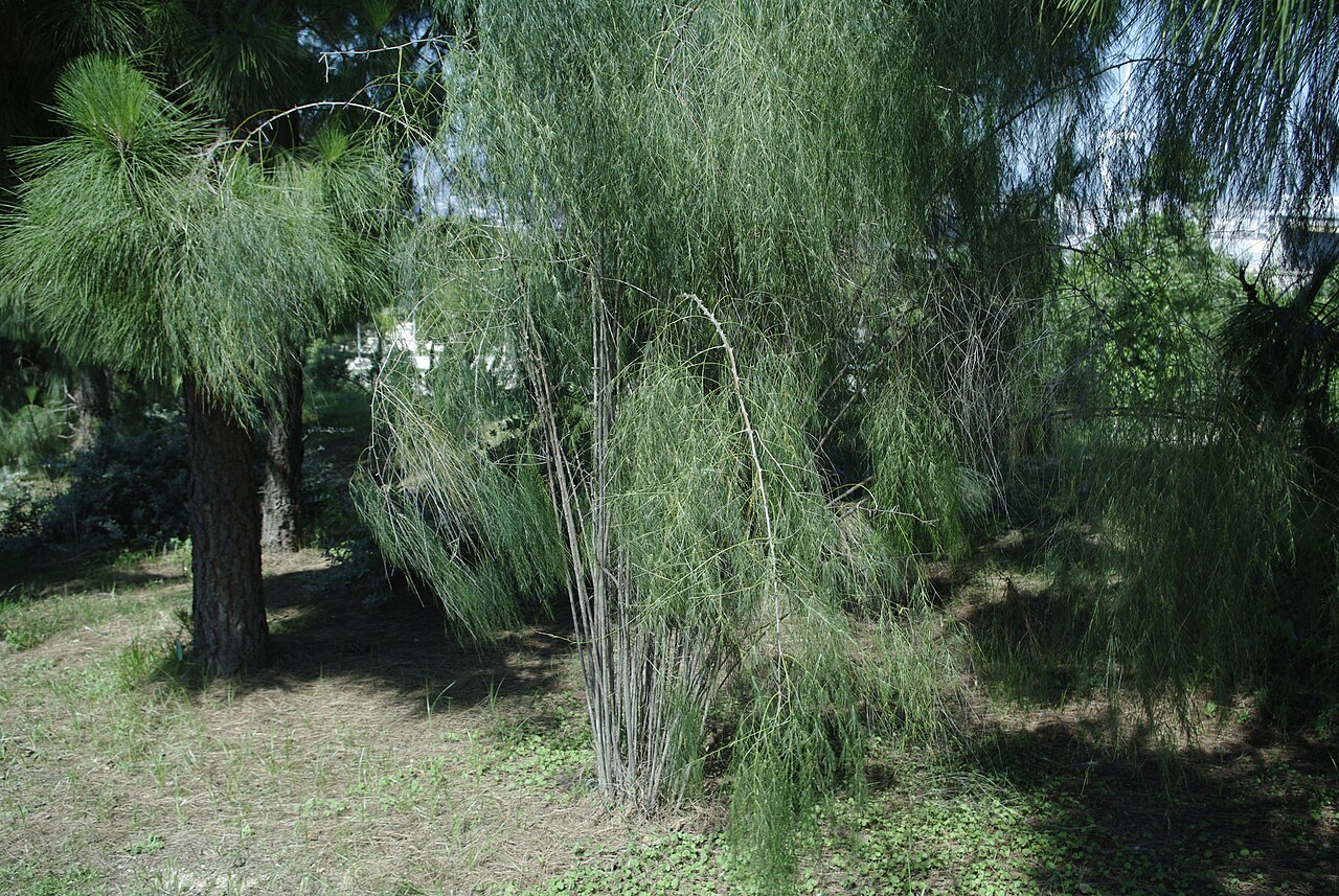 Asparagus plocamoides: Asparagus plocamoides al Jardí Botànic de Barcelona .