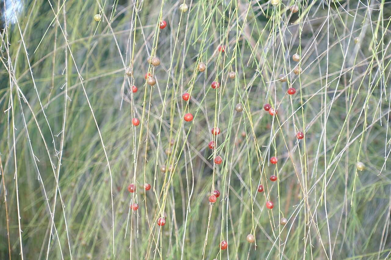 Asparagus plocamoides: Fruit of Asparagus plocamoides in the Jardín Botánico de Barcelona - Barcelona, Spain.