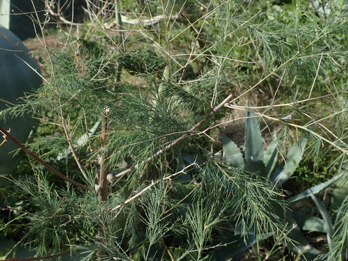 Asparagus plocamoides (Asparagus plocamoides)
