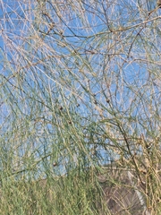 Asparagus plocamoides (Asparagus plocamoides)
