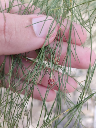 Asparagus plocamoides (Asparagus plocamoides)
