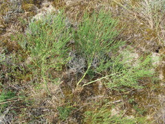 Wild asparagus (Asparagus prostratus)