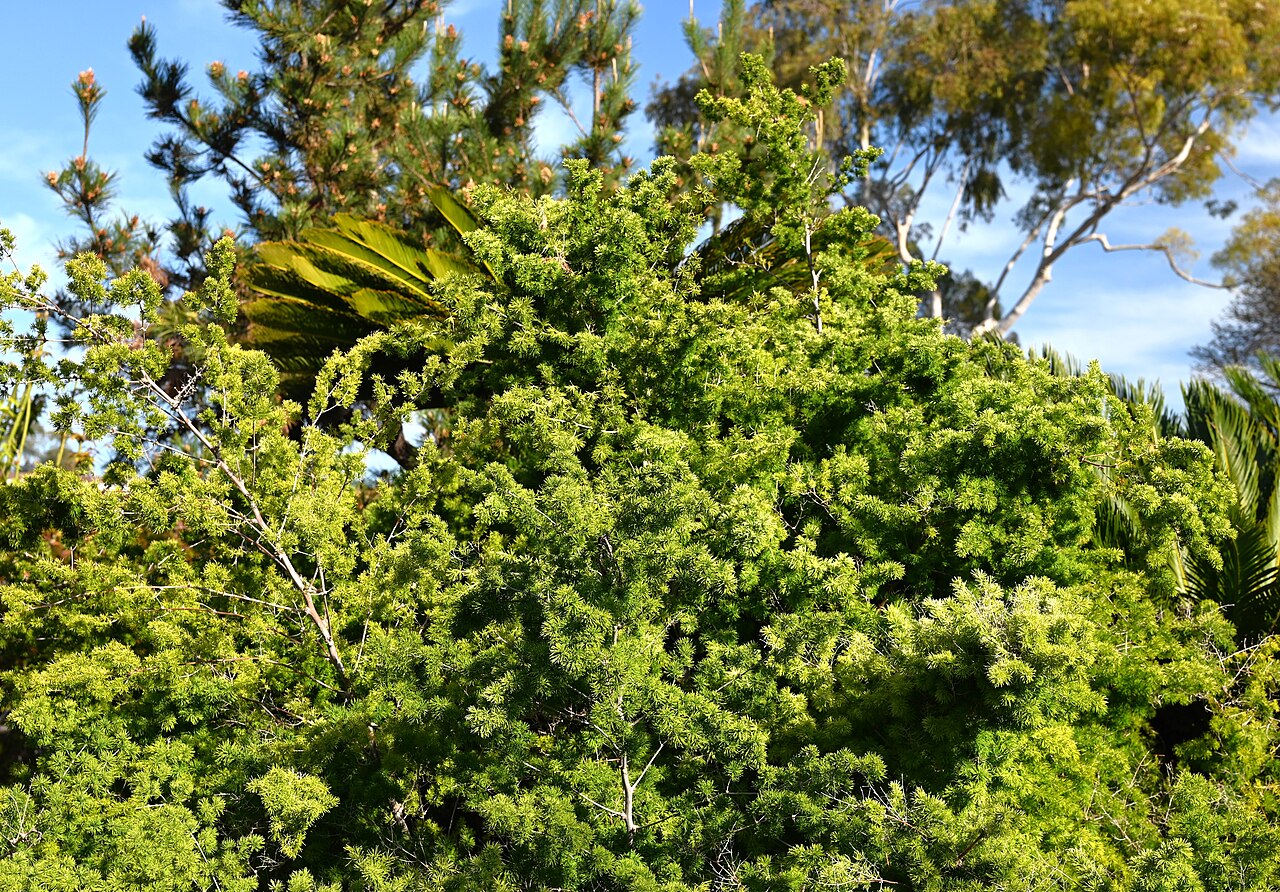 Ming fern: Asparagus retrofractus in the South Coast Botanic Garden, California