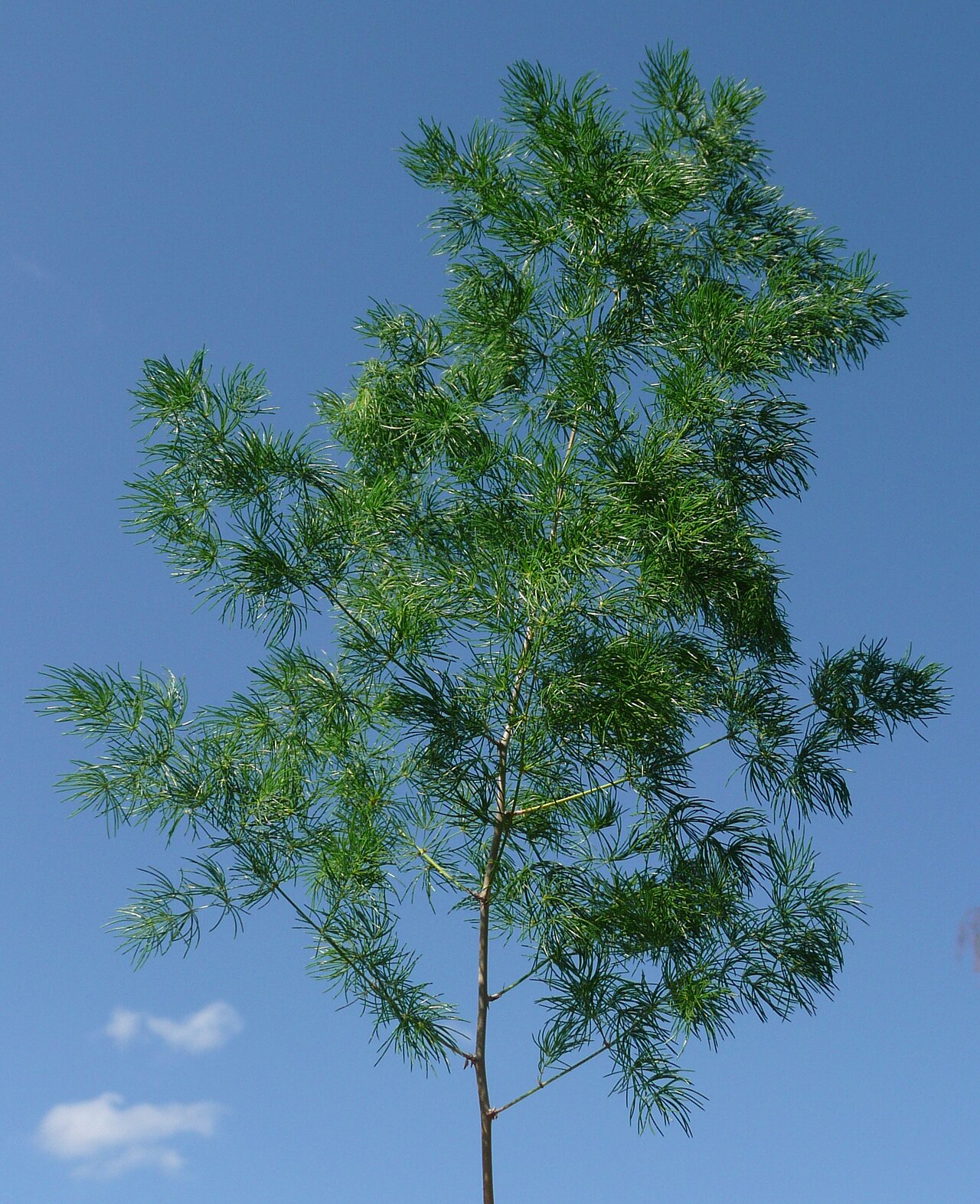 Ming fern: Asparagus retrofractus