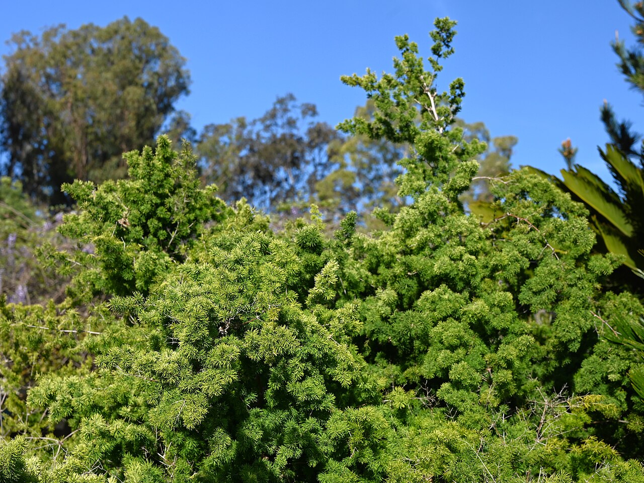Ming fern: Asparagus retrofractus in the South Coast Botanic Garden, California