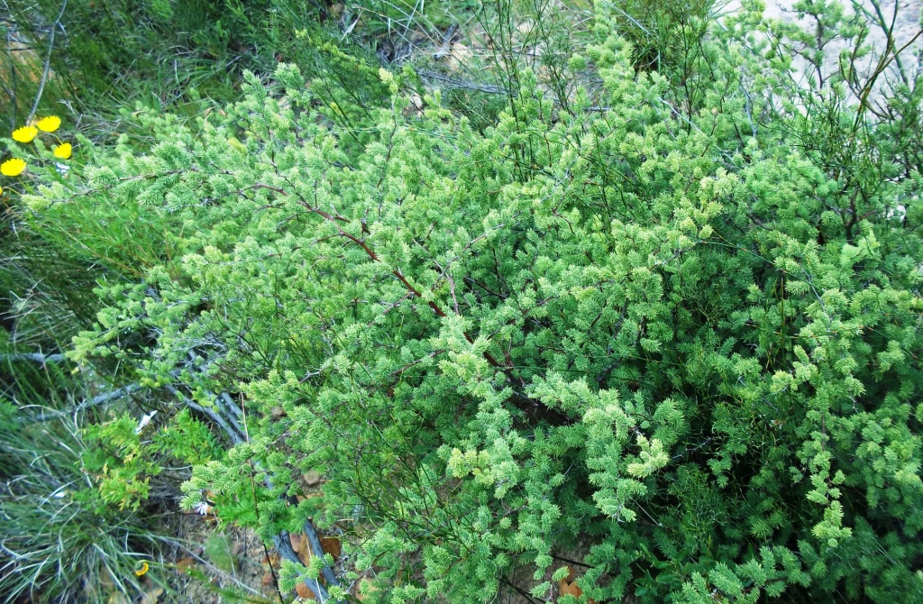 Red-stemmed asparagus: Asparagus rubicundus - Greyton - South Africa