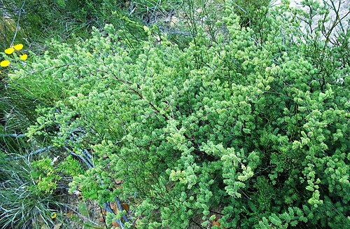 Red-stemmed asparagus: Asparagus rubicundus - Greyton - South Africa