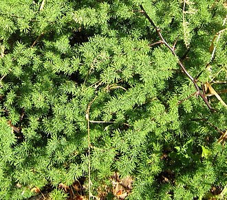 Red-stemmed asparagus: Asparagus rubicundus - Cape Town