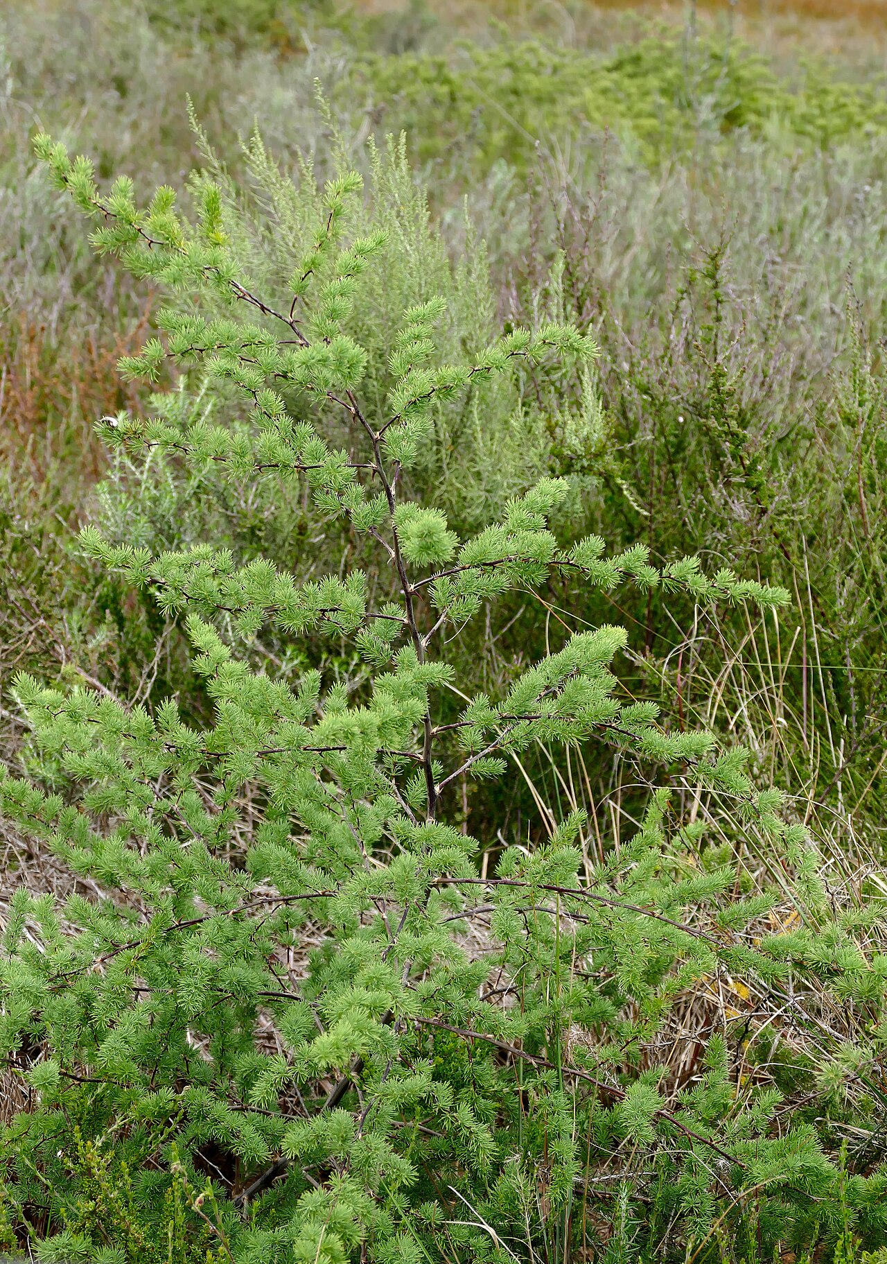 Red-stemmed asparagus: Eastern Loop, Bontebok NP, Western Cape, SOUTH AFRICA