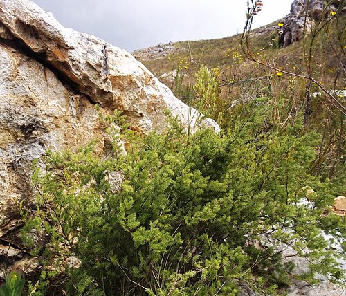 Red-stemmed asparagus: Asparagus rubicundus - Greyton - South Africa