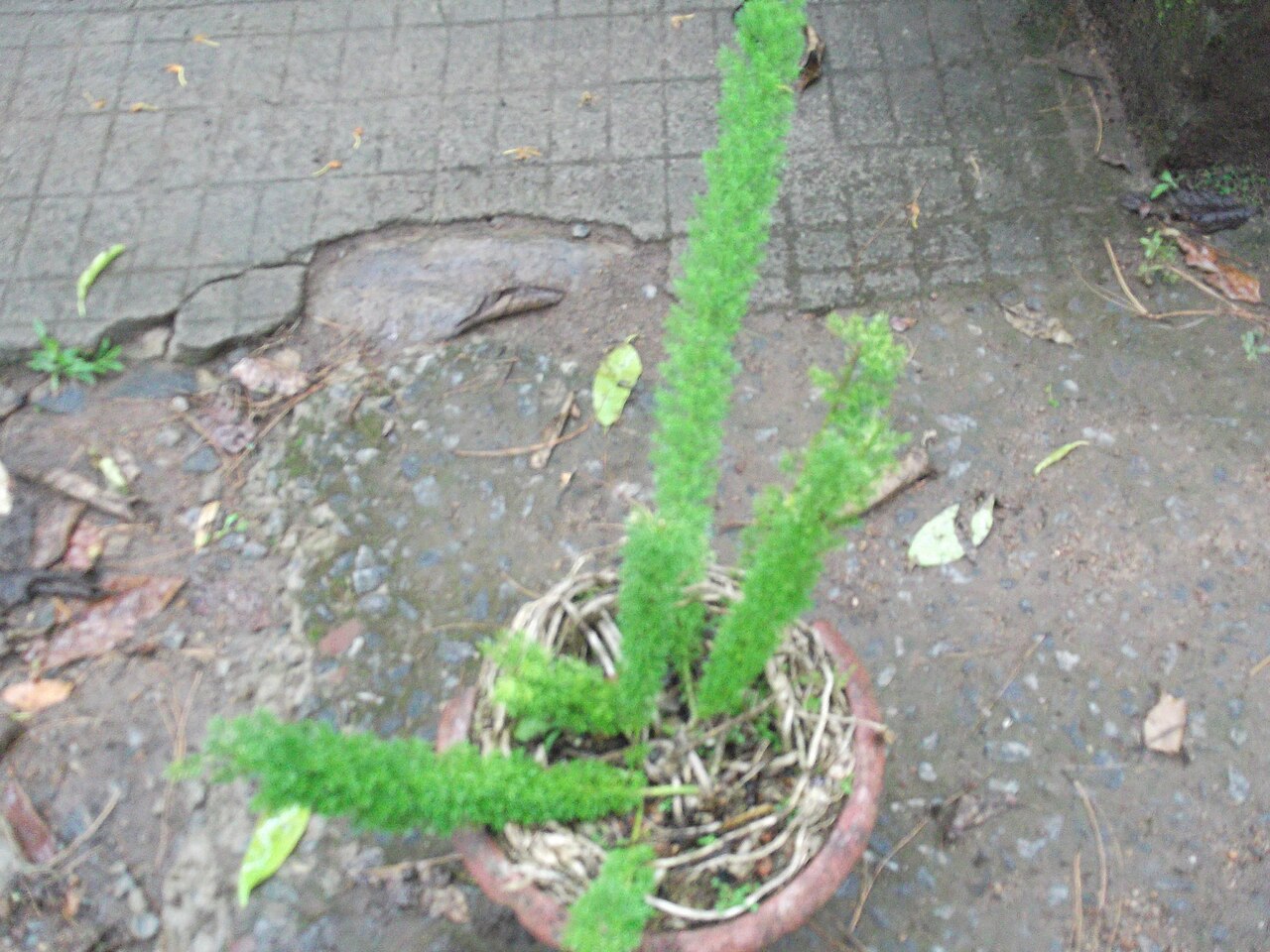 Asparagus sarmentosus: Very ornamental,pendant,densely with cladodes for plume like effect,flowers white.