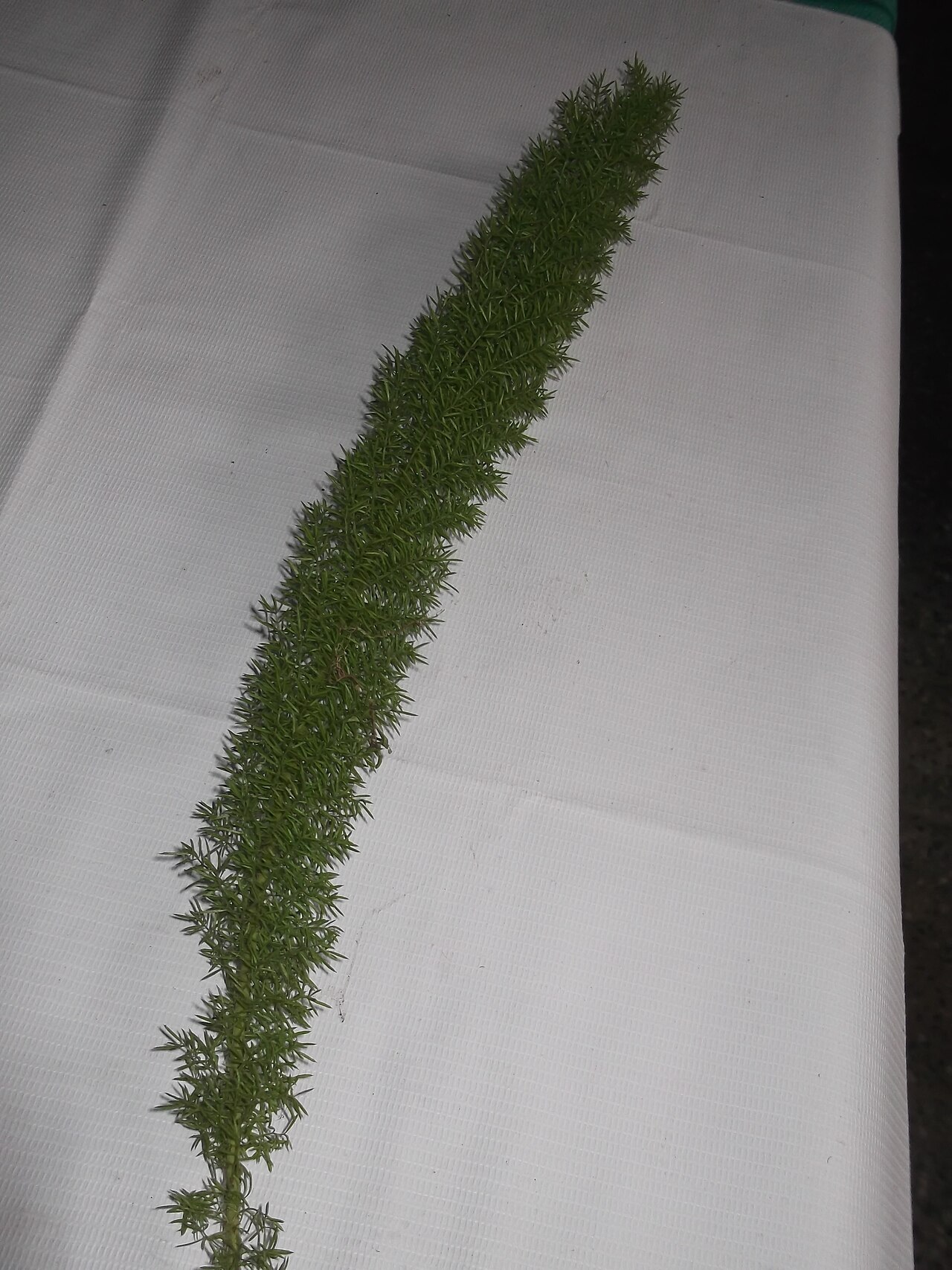 Asparagus sarmentosus: Tuberous plant,very ornamental,flowers white.