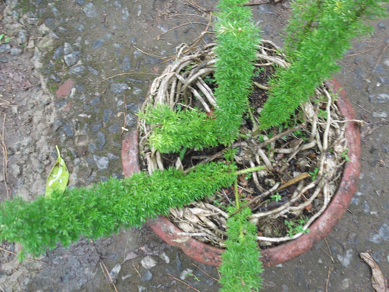 Asparagus sarmentosus: Very ornamental,pendant,densely with cladodes for plume like effect,flowers white.