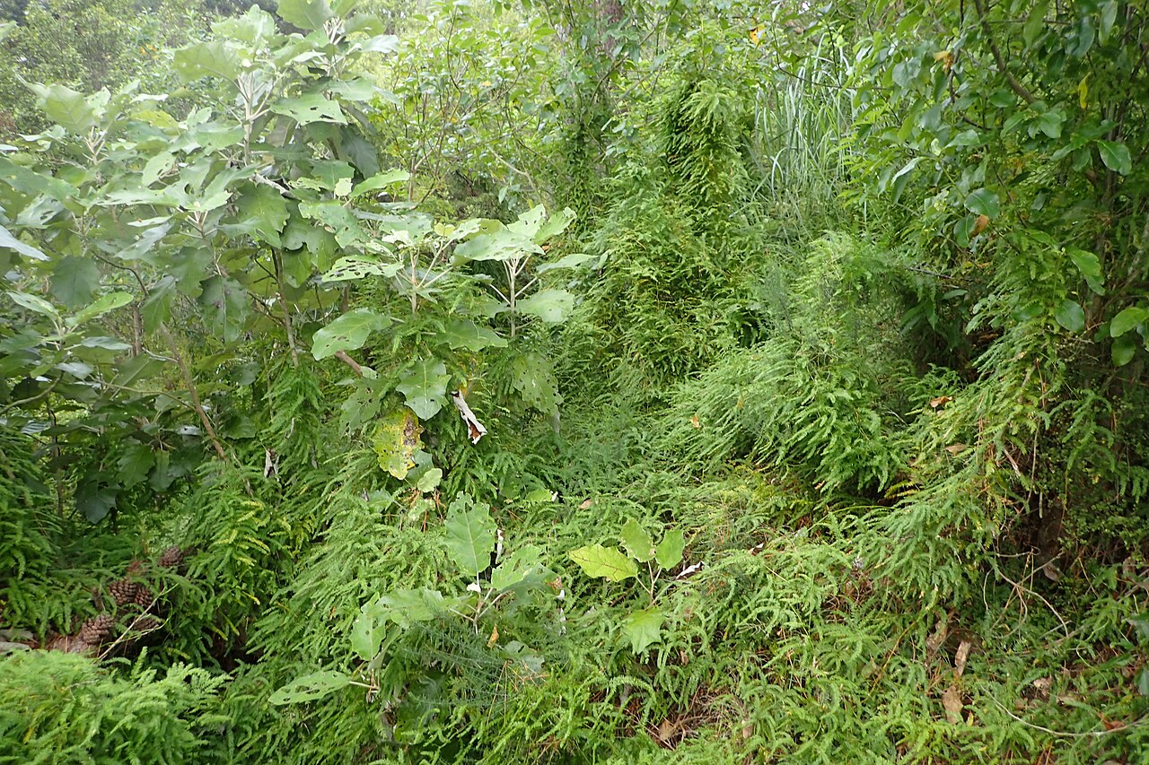 Asparagus scandens: Asparagus scandens in Thames, Waikato, New Zealand