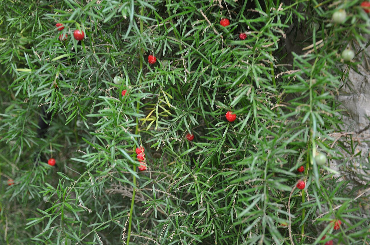Asparagus scandens: გადაღებულია თბილისში