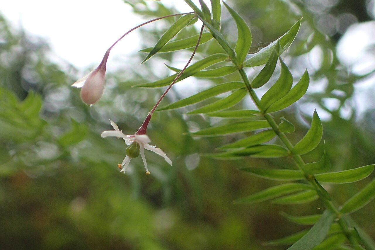 Asparagus scandens: Asparagus scandens in Thames, Waikato, New Zealand