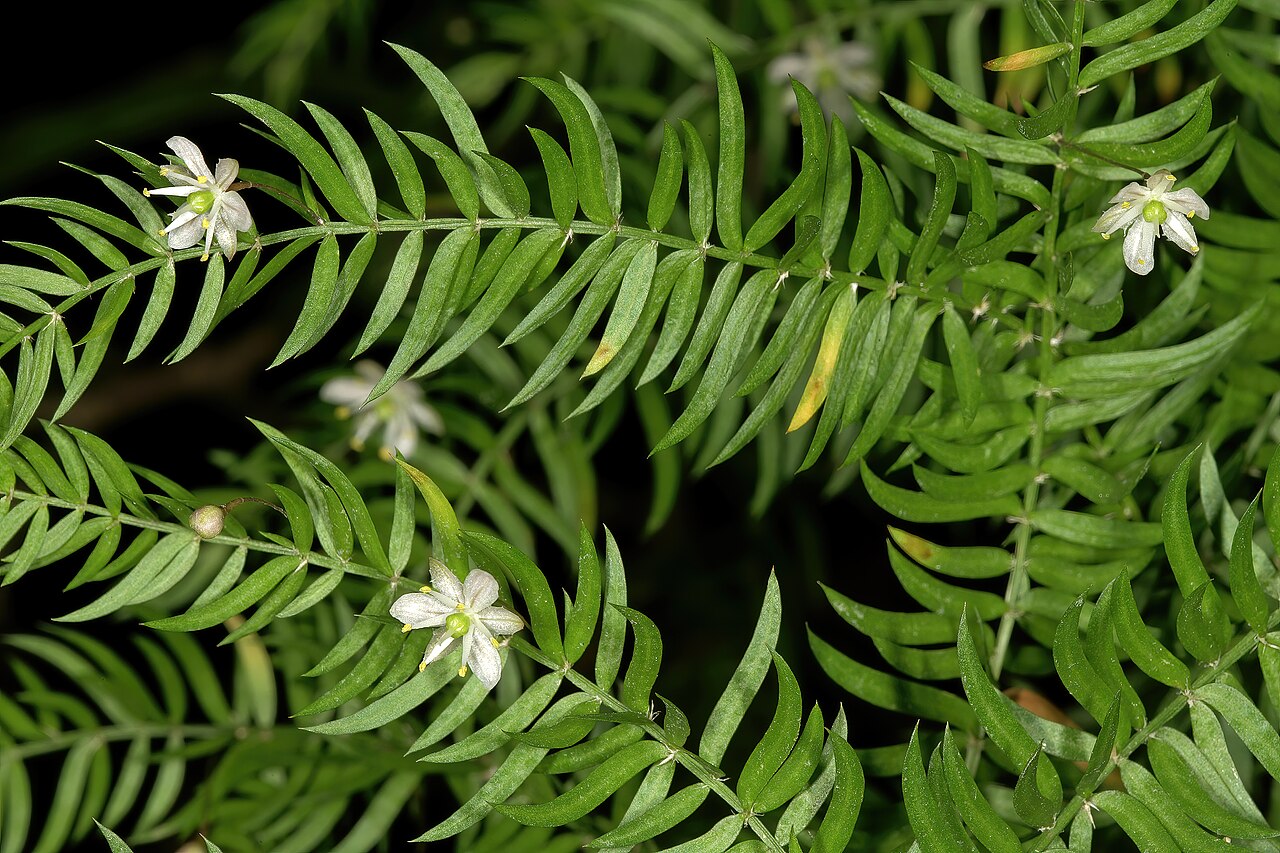 Asparagus scandens: Asparagus scandens , flowers; Kirstenbosch National Botanical Garden (natural), Cape Town, Western Cape, South Africa