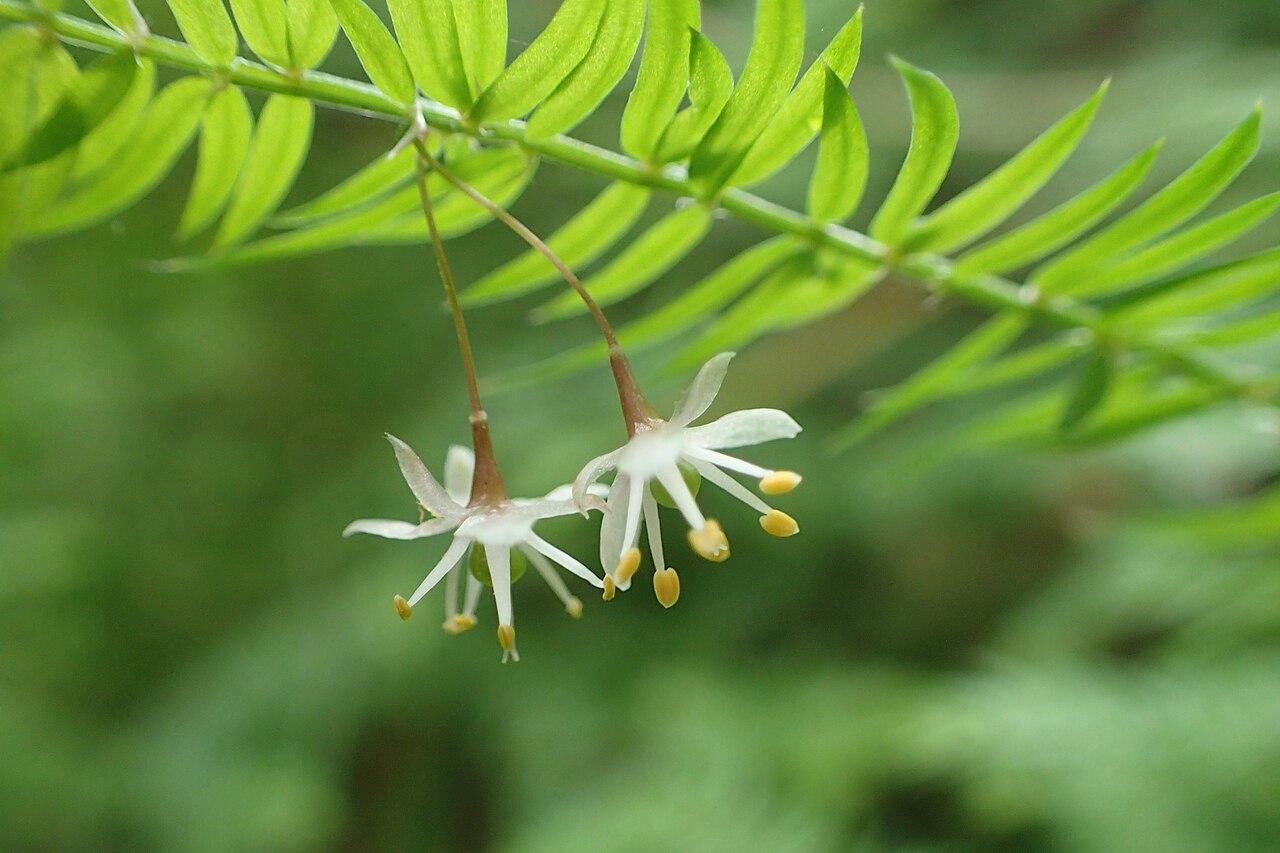 Asparagus scandens: Asparagus scandens in Thames, Waikato, New Zealand