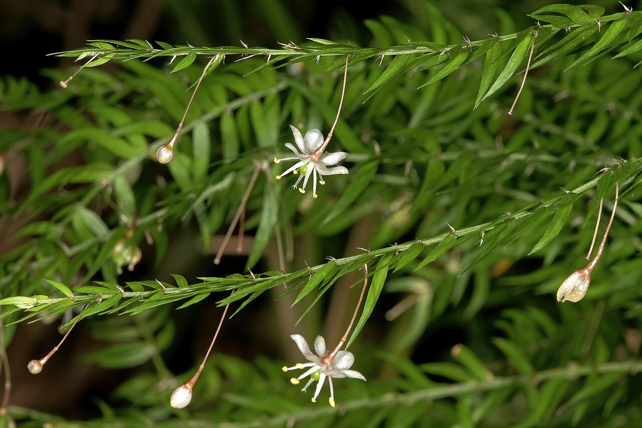 Asparagus scandens: Asparagus scandens , flowers; Kirstenbosch National Botanical Garden (natural), Cape Town, Western Cape, South Africa