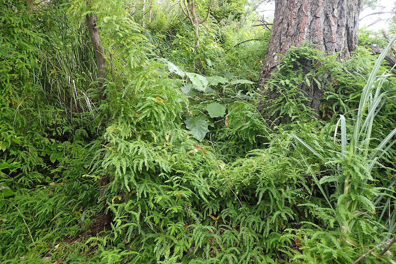 Asparagus scandens: Asparagus scandens in Thames, Waikato, New Zealand