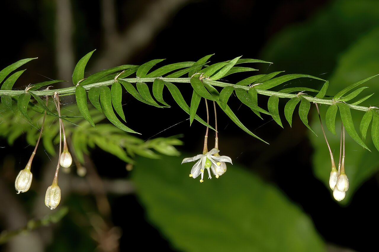 Asparagus scandens: Asparagus scandens , flowers; Kirstenbosch National Botanical Garden (natural), Cape Town, Western Cape, South Africa
