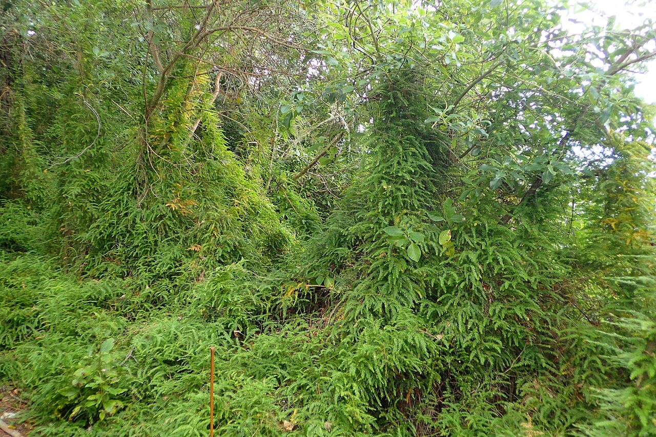 Asparagus scandens: Asparagus scandens in Thames, Waikato, New Zealand
