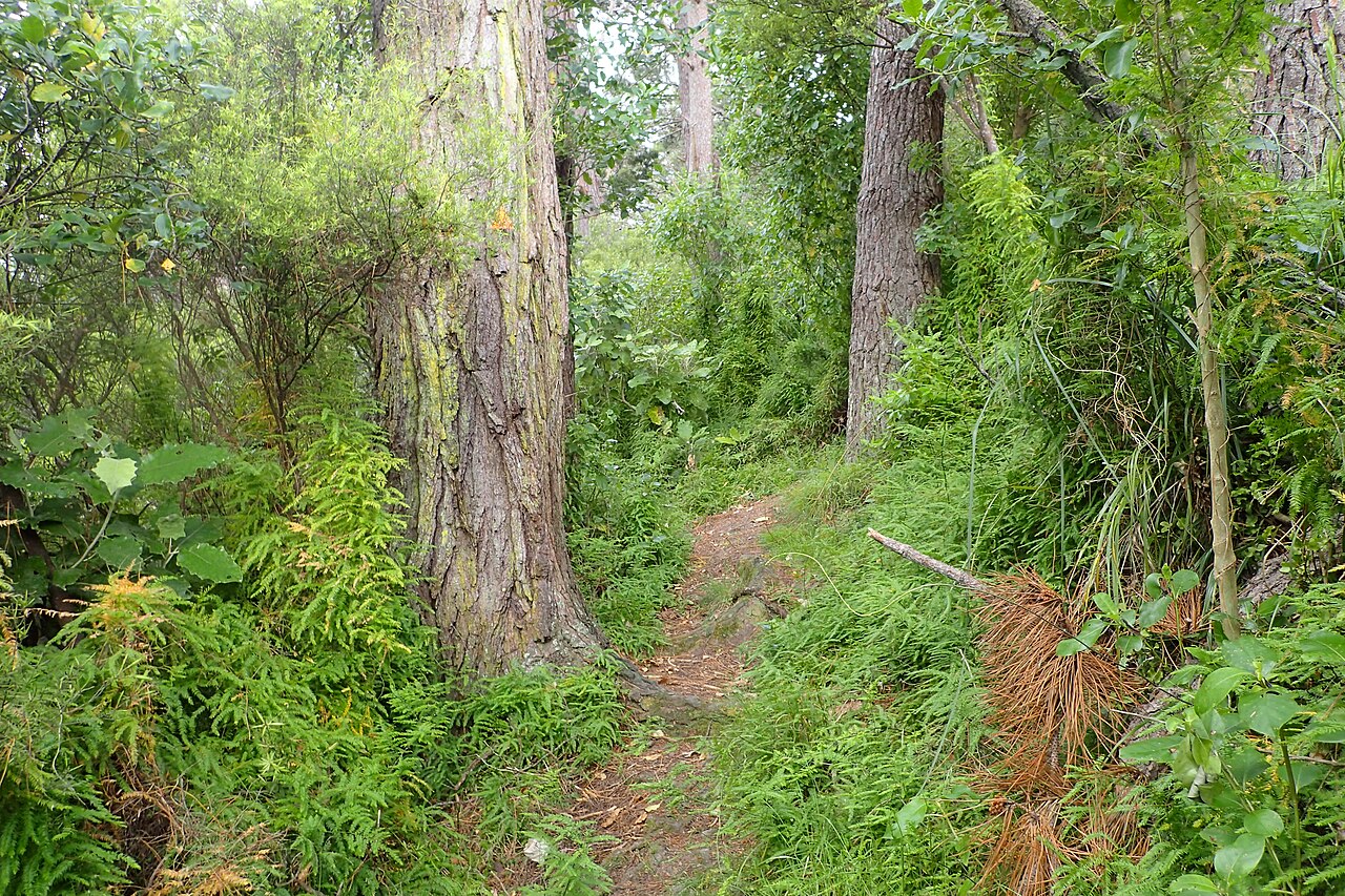 Asparagus scandens: Asparagus scandens in Thames, Waikato, New Zealand
