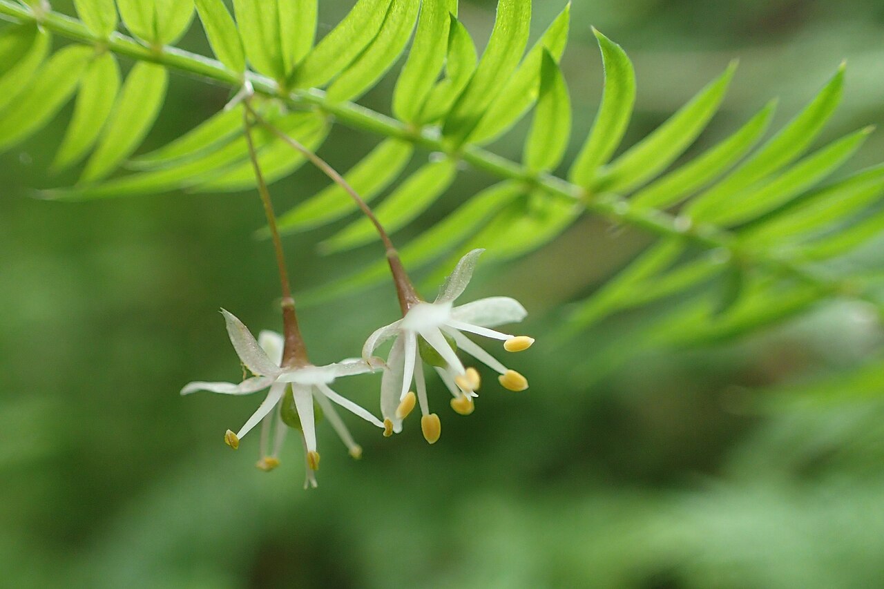Asparagus scandens: Asparagus scandens in Thames, Waikato, New Zealand