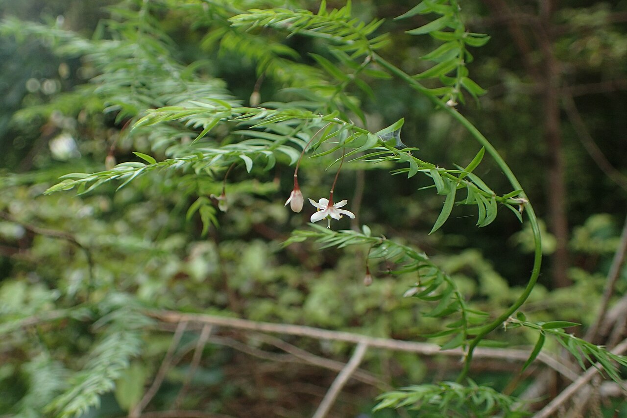 Asparagus scandens: Asparagus scandens in Thames, Waikato, New Zealand