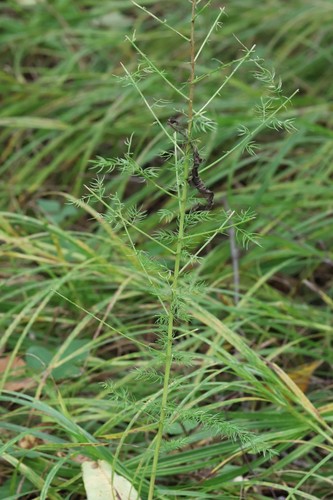 Asparagus schoberioides (Asparagus schoberioides)