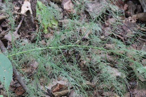 Asparagus schoberioides (Asparagus schoberioides)