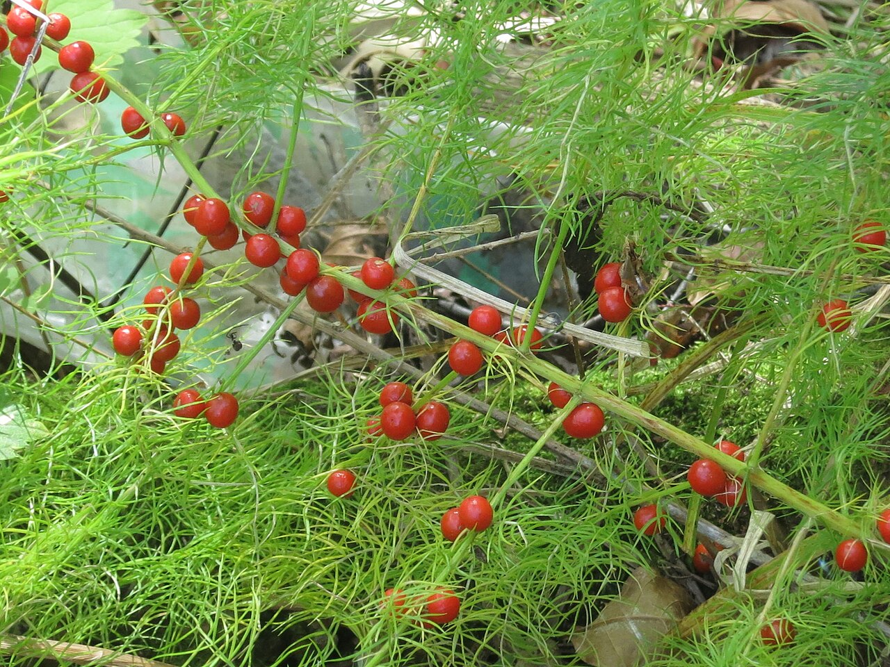 Asparagus schoberioides: Asparagus schoberioides