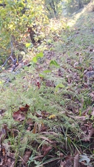 Asparagus schoberioides (Asparagus schoberioides)