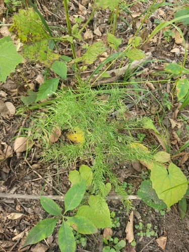 Asparagus schoberioides (Asparagus schoberioides)