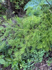 Asparagus schoberioides (Asparagus schoberioides)