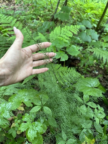 Asparagus schoberioides (Asparagus schoberioides)