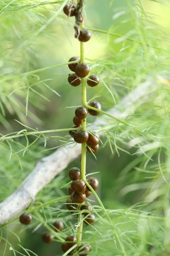 Asparagus schoberioides (Asparagus schoberioides)