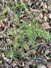 Asparagus schoberioides (Asparagus schoberioides)