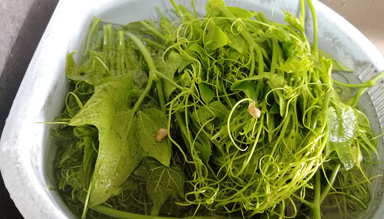 Asparagus schoberioides: 蝸牛在龍鬚菜上。