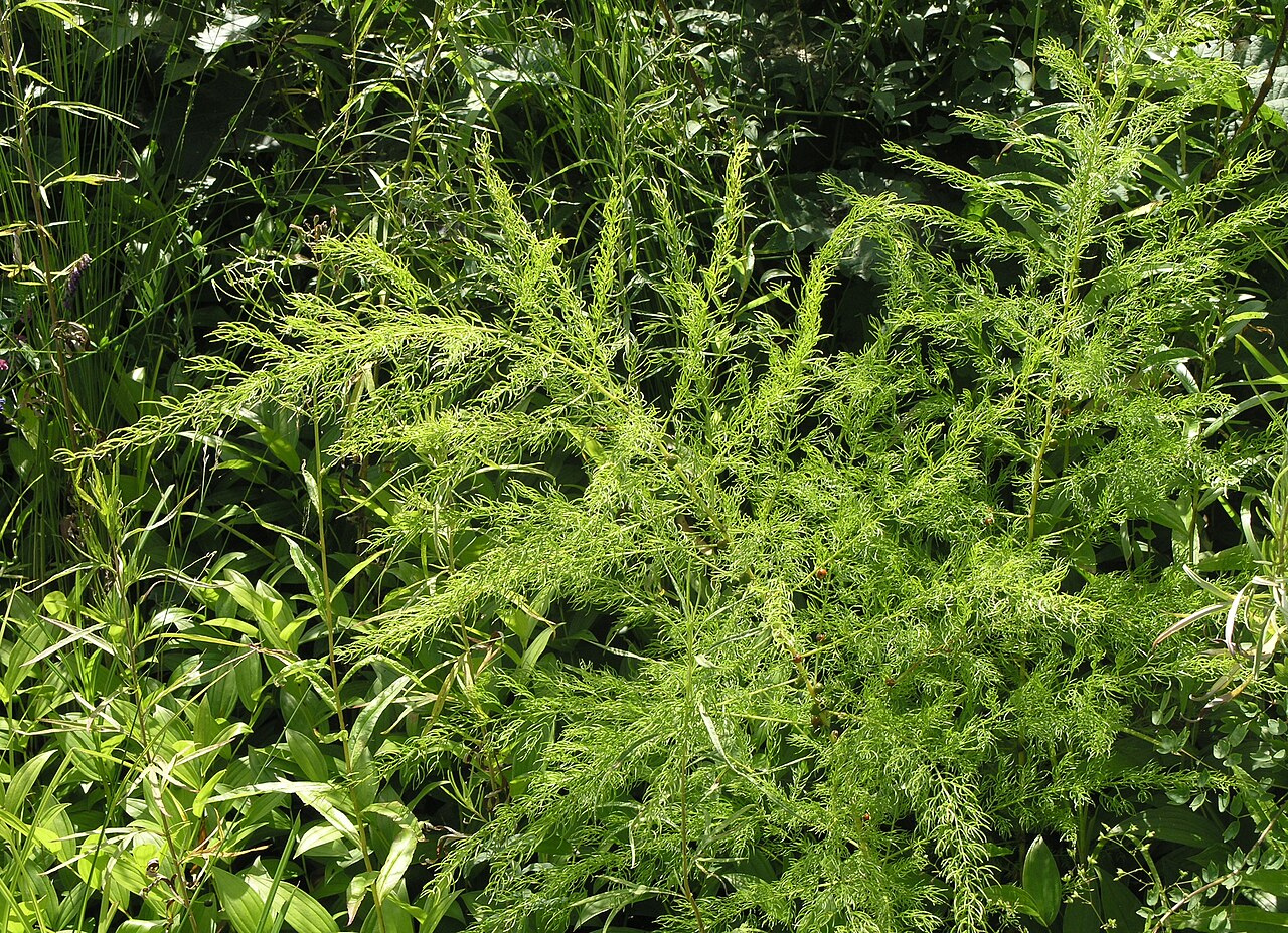 Asparagus schoberioides: Asparagus schoberioides