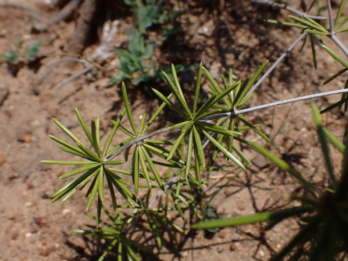 Asparagus schumanianus (Asparagus schumanianus)