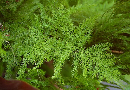 Common asparagus fern: A picture the Asparagus setaceus en plant. Photo taken at the Chanticleer Garden where it was identified. Camera and Exposure Details: Camera: Nikon D50 Lens: N