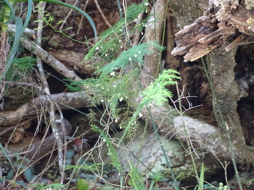 Common asparagus fern (Asparagus setaceus)
