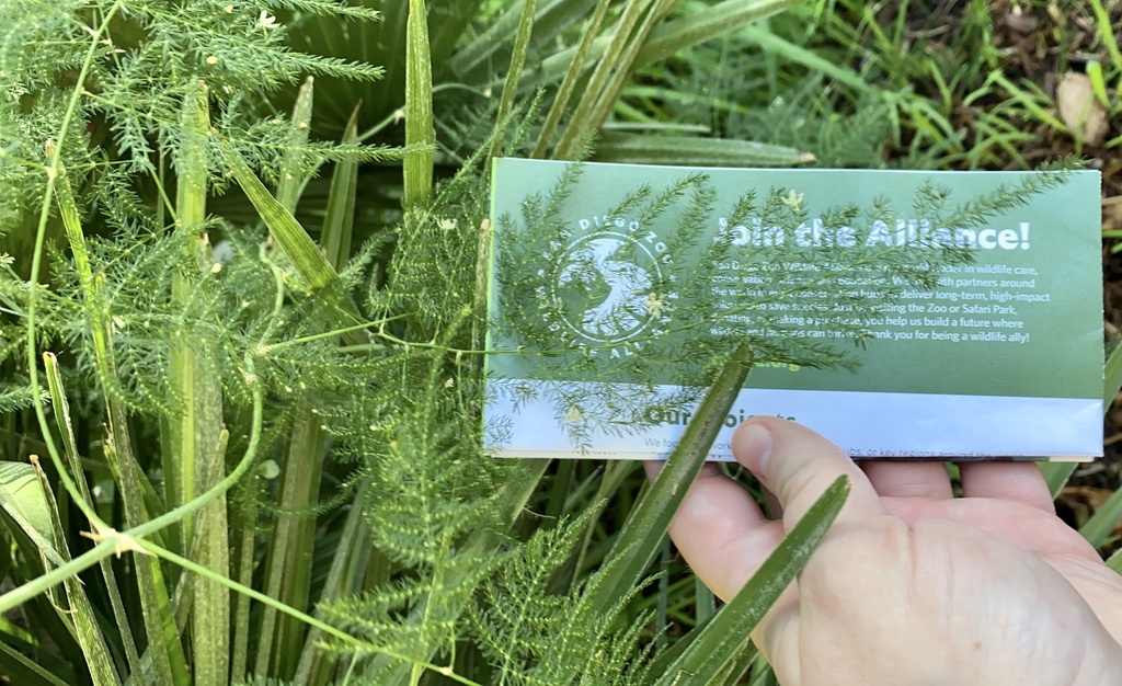 Common asparagus fern (Asparagus setaceus)