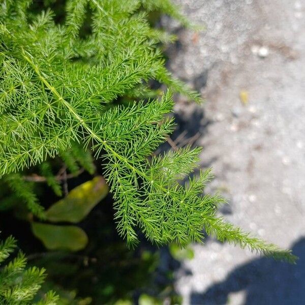 Common asparagus fern (Asparagus setaceus)
