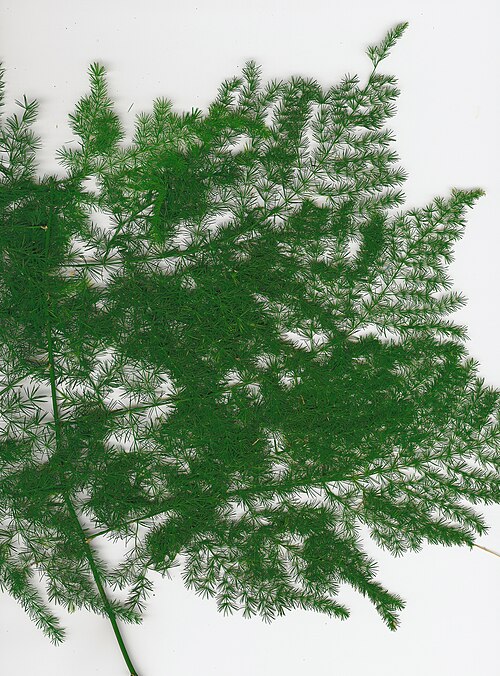 Common asparagus fern: Asparagus setaceus (plant). Location: Molokai, Wavecrest