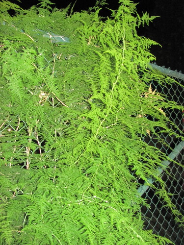 Common asparagus fern (Asparagus setaceus)