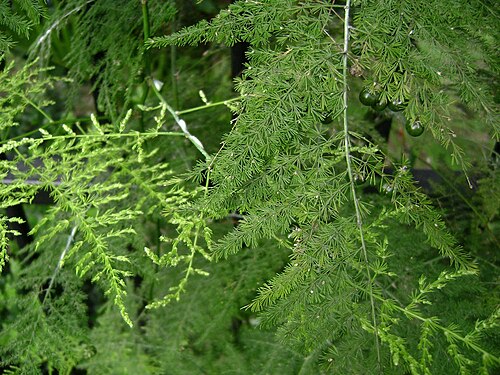Common asparagus fern: Asparagus plumosus with berries (unripe); {tāupoʻou} a weed in Tonga