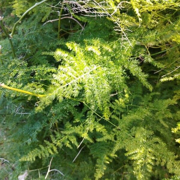 Common asparagus fern (Asparagus setaceus)